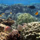 Rich biodiversity found in Hawaiian reefs.