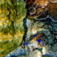 Peacock Grouper is an aggressive predator, it devours a wide variety of reef fish and spends most of its time in underwater caves.