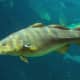 Atlantic cod fish