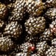 Brazos blackberries are the best, but don't tell the secret--frozen blackberries work just fine!