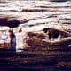 Long Logs at the Petrified Forest National Park