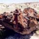 Petrified Forest National Park