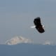 Eagle with Cascade mtns in background