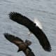 Two eagles chasing eachother