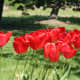 Red tulips at park Oak Harbor