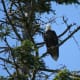 Eagle at a tree in our backyard
