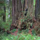Cathedral tree in the redwoods