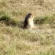 A Columbian ground squirrel