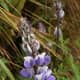 hiking-the-inca-trail-from-cuzco-to-machu-picchu-peru