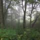 Even foggy days can feature gorgeous scenes.