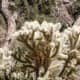 Trailside cholla cactus in the sun.