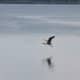 Great Blue Heron, flying over the St. Lawrence.