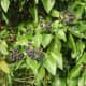 top-plants-for-emergency-survival