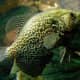 texas-crappie-fishing