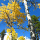 Even though this photo was taken the first week of Oct., you can see that there is still some good leaf color in the aspens.