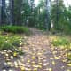 Golden aspen leaves and the forest...makes it easy to imagine a fairy path.