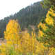 An aspen grove provides lots of opportunity for fall color photos right from the grounds of the Visitor's Center at Golden Gate Canyon State Park