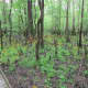 congaree-national-park