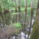 congaree-national-park
