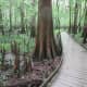 congaree-national-park