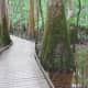 congaree-national-park