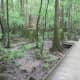 congaree-national-park