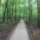 congaree-national-park
