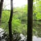 congaree-national-park