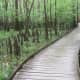 congaree-national-park