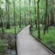 congaree-national-park