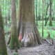 congaree-national-park