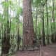 congaree-national-park