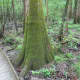 congaree-national-park