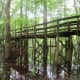 congaree-national-park