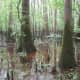 congaree-national-park