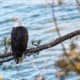 Bald Eagle at Starved Rock State Park