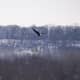 Bald Eagle flying @ Starved Rock State Park