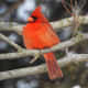 Cardinal near the visitor center at Starved Rock State Park near Utica, Illinois.