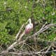 Roseate Spoonbill
