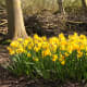 There are one or two pockets of Daffodils planted.
