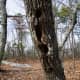 hanging-rock-state-park-danbury-nc