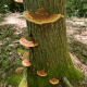 appalachian-trail-carvers-gap-to-lake-watauga