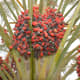 Another cultivar of date palm