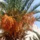 Date Palm loaded with dates