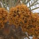 5-health-benefits-of-dates