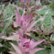 sweet potato plant from Hawaii