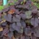 ornamental sweet potato plant