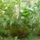 cardamom plant