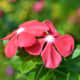sadabahar-periwinkle-plant-or-vinca-rosea-health-benefits-and-uses