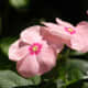 sadabahar-periwinkle-plant-or-vinca-rosea-health-benefits-and-uses